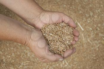 Royalty Free Photo of a Handful of Grain