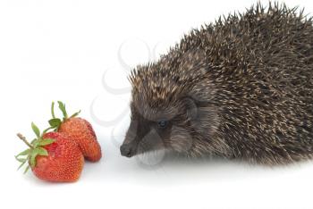 Royalty Free Photo of a Hedgehog and Strawberries
