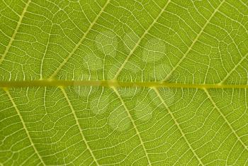 Royalty Free Photo of a Leaf Close-up