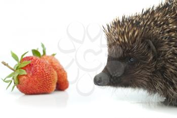 Hedgehog and strawberries