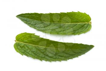 Fresh mint leaves on a white background.