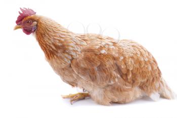 Chicken on a white background.