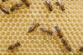 Bees on honeycomb with honey.