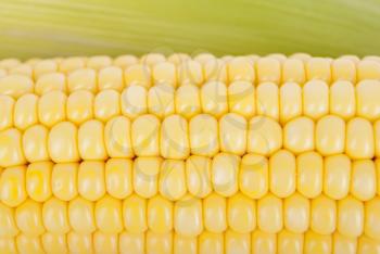 Corn on the cob closeup.