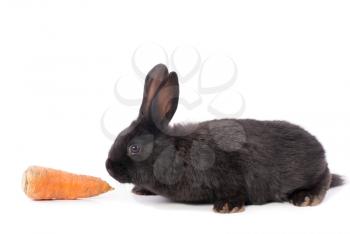 Little rabbit with carrot on a white background.