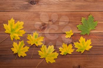 Maple leaves on the wooden background.