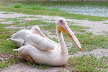 The female and the male pelican sit on the shore near the lake.