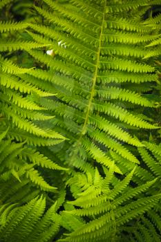 Fresh Green Fern Leaves. Nature Background (Dryópteris, Dryopteridaceae)