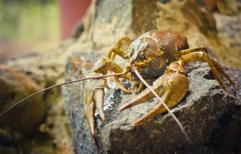 The Crawfish On A Stone Near The River