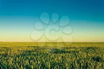 A Barley Field With Shining Green Barley Ears In Early Summer