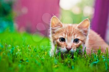 Young Kitten In Grass Outdoor Shot At Sunny Day