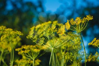 Fennel Flower On A Green Background. Flower Of Dill.