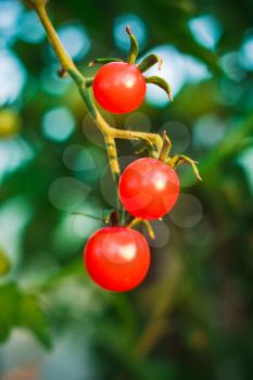 Homegrown Red Fresh Cherry Tomatoes In A Garden