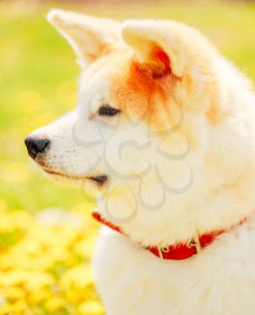 Akita Dog (Akita Inu, Japanese Akita) Puppy Sitting In Green Grass Outdoor