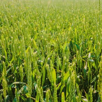 Barley Field With Shining Green Barley Ears In Early Summer