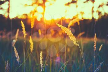 Dry Yellow Grass Meadow In Sunset Sunrise Sunlight. Autumn In Russia