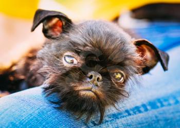 Close Up Black Dog Griffon Bruxellois (Brussels Griffon, Griffon Belge) Sleeping On Womans Lap