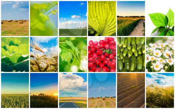 Agricultural Set. Agriculture Or Harvest Collage