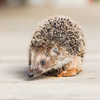 Hedgehog On Wooden Floor