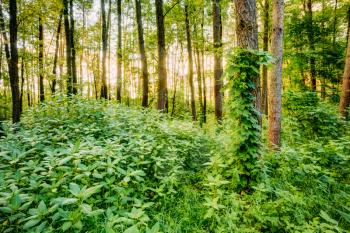 Dense Mixed Forest, View In Summer