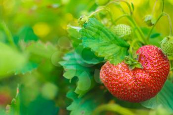 Strawberry Berry Growing In Natural Environment. Macro Close-Up.