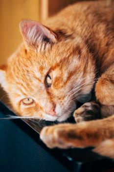 Close up Cat, Little Red Striped Kitten Sleeping On Bed