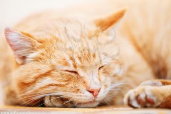 Peaceful Orange Red Tabby Cat Male Kitten Curled Up Sleeping In His Bed On Laminate Floor.