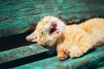 Red kitten cat sleeps on a bench in park in hot summer day