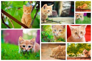 Peaceful Orange Red Tabby Male Kitten. Set Collage, Background