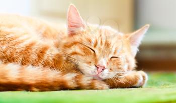Pretty Cat Sleep. Peaceful Orange Red Tabby Male Kitten Curled Up Sleeping