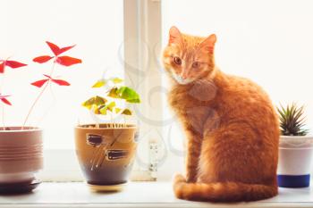 Res Domestic Cat Sitting On A White Window Sill