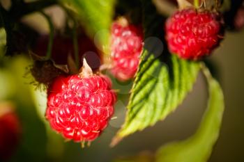 Raspberries. Growing Organic Berries Closeup. Ripe Raspberry In The Fruit Garden
