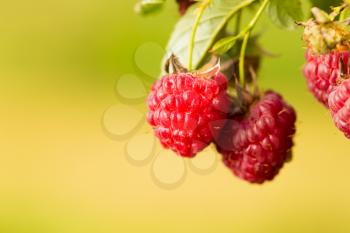 Raspberries. Growing Organic Berries Closeup. Ripe Raspberry In The Fruit Garden