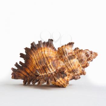 Sea Cockleshell Isolated On A White Background