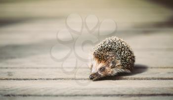 Small Funny Hedgehog Standing On Wooden Floor