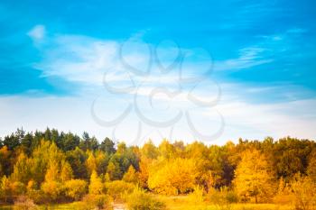 Autumn Landscape With Colorful Forest And Blue Sky Background. Russian Nature