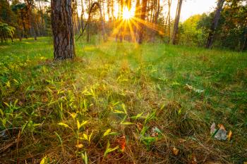 Sunbeams Pour Through Trees In Summer Spring Forest At Sunset, Sunrise. Russian Nature