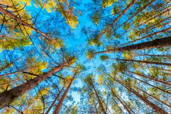 Looking Up In Spring Pine Forest Tree To The Canopy.  Under Blue Sky. Bottom View Wide Angle Background