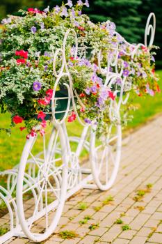 Decorative Vintage Model Of Old Bicycle Equipped With Basket Of Flowers. Toned photo. White Bike Parking With Flower Bed In Summer Day