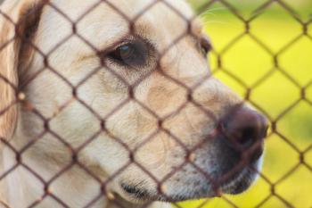 Yellow Labrador Retriever Behind Fence