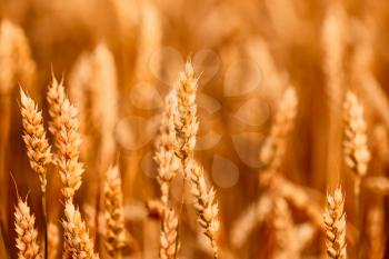 Yellow Wheat Ears Field Background. Rich Harvest Wheat Field, Fresh Crop Of Wheat Ears.