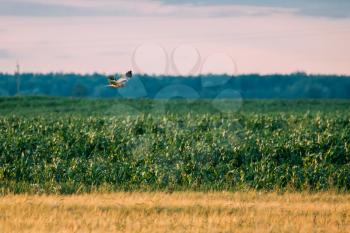 The Hen Harrier (circus Cyaneus) Wild Bird Flies Over Field Rural Landscape In Belarus. In Eurasia, The Adult Male Is Sometimes Nicknamed The Grey Ghost