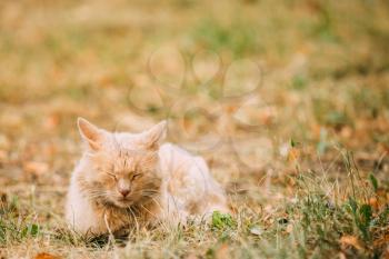 The Beige Peachy Mixed Breed Short-Haired Domestic Adult Cat, Sleeping Tucked Paws On The Yellowed Grass In The Garden. Copyspace.