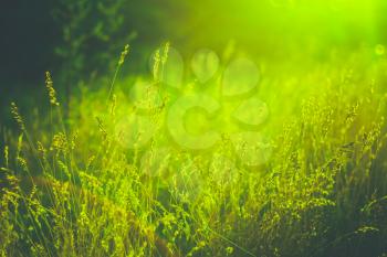 Green Summer Grass Meadow Close-Up With Bright Sunlight. Sunny Spring Background