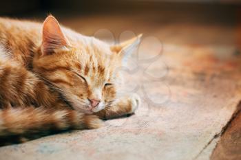 Close up of Small Peaceful Orange Red Tabby Cat Male Kitten Curled Up Sleeping In His Bed On Laminate Floor. Heat in house.