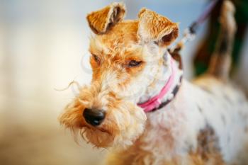 Wire Fox Terrier Close Up Indoor Portrait