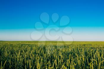 Green Barley Field In Late Spring Or Early Summer. Agricultural Background. Clear Blue Sky