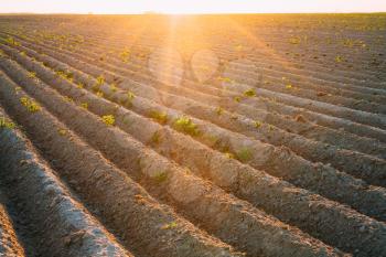 Rows on agricultural field under Sunlight of Sunset Sunset.