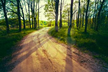 Beautiful Green Forest In Summer. Countryside Road, Path, Way, Lane, Pathway On Sunny Day In Spring Forest. Sunbeams Pour Through Trees. Russian Nature. Toned Instant Filtered Image Photo