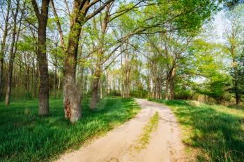 Beautiful Green Forest In Spring Season. Countryside Road, Path, Way, Lane, Pathway On Sunny Day